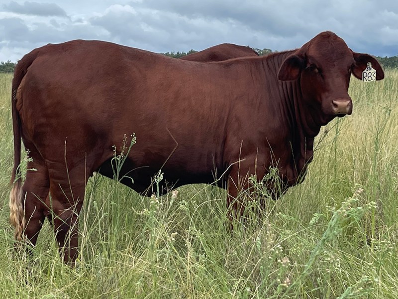 Warenda R83 (P) makes&nbsp;$10,000